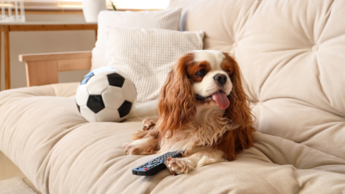 From Hollywood to Formula 1, pet brands court new audiences