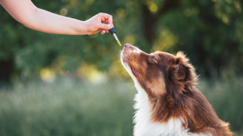 Why pet supplements need more than a good formula