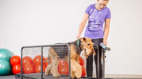 Dog gyms, mobile workouts and rehabilitation reshape the pet wellness market