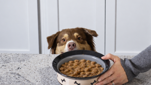 How does flavor migration shape palatability in wet pet food?