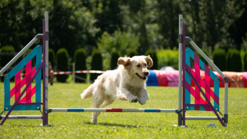 Dog gyms, mobile workouts and rehabilitation reshape the pet wellness market