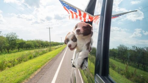 US states roll out new rules on pet sales, veterinary care and animal welfare