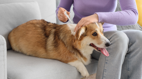 US pet owners struggle to spot parasites, research finds