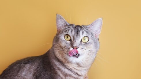 The latest frontiers in pet food enhancers