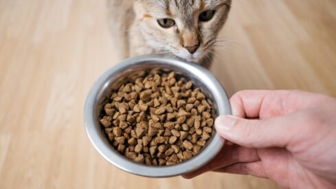 Breaking the mold in feline taste testing