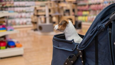 Chewy and Petco target growth through AI, loyalty and recurring sales