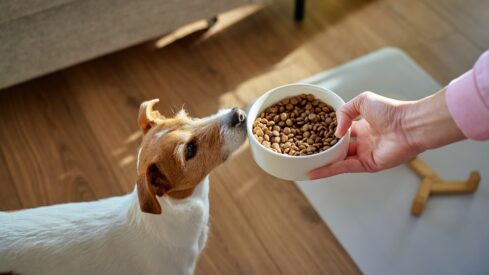 Argentina pet market (II): Manufacturers eye premiumization and regional exports