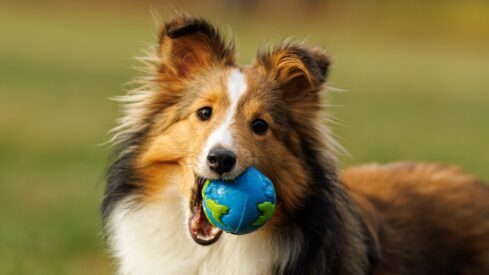 The push to make pet toys last longer