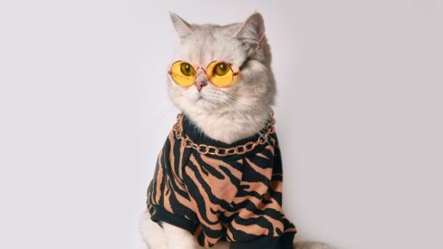 The cat’s pajamas?