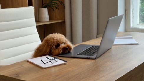 Data: US pet sales shift further online as digital channels drive growth