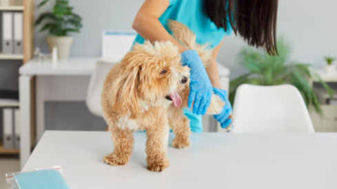 LatamVet eyes 50 clinic acquisitions in Peru and Colombia