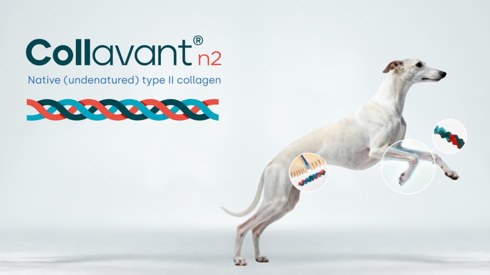 Collavant®n2: Native type II collagen for pet joint health and mobility