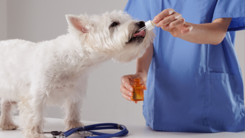 From veterinary AI to pet wellness: the latest M&A deals