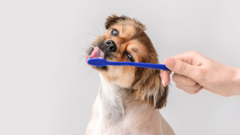 Amazon pulse: the pet dental care boom