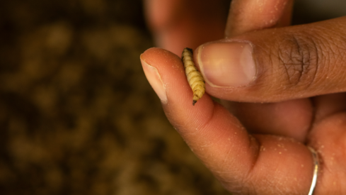 The shifting sands of insect protein research