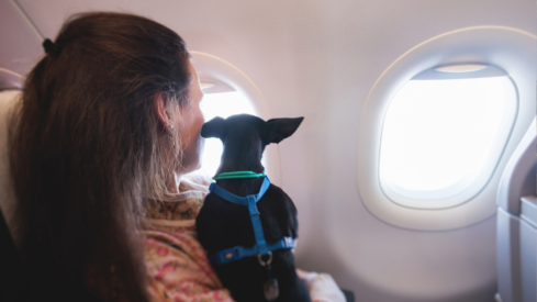 Pet-friendly transport gains ground worldwide