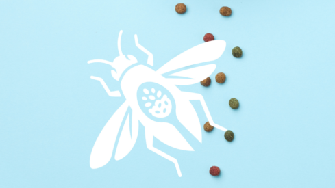 From niche to necessity: EU turns focus onto insect protein
