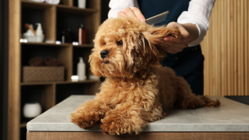 B: Global pet grooming market to more than double by 2035