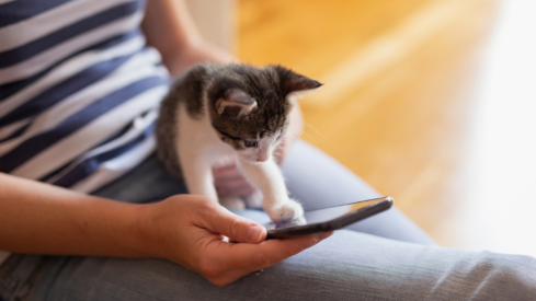 TikTok Shop broadens pet commerce reach