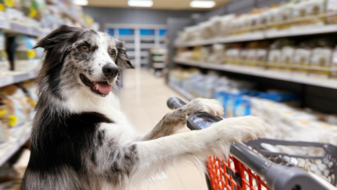 Gen Z to Boomers: How each generation is reshaping pet spending habits