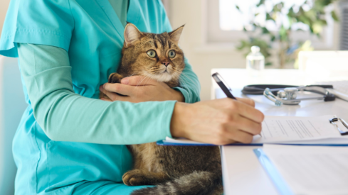 Data: Cost pressures drive veterinary care delays across UK, US and Canada