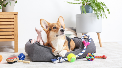 How mainstream brands are using collaborations to connect with pet owners