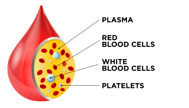 blood elements illustration with plasma, red blood cells, white blood cells, and platelets