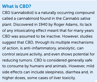 What is CBD?